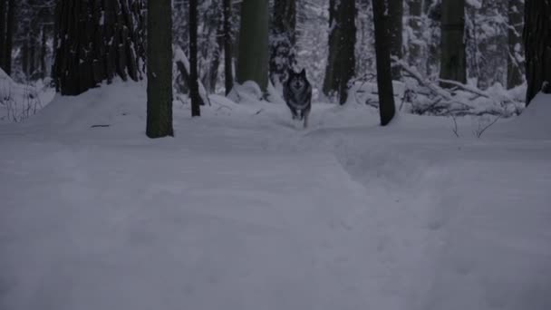 Perro Raza Husky Bosque Invierno Rápida Alegremente Corriendo Hacia — Vídeo de stock