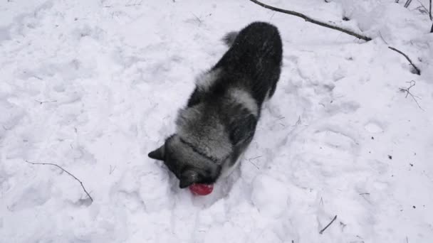 Honden Fokken Husky Spelen Met Een Speeltje Winter Sneeuw — Stockvideo