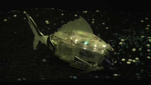 Vis Robot Zwemt Het Aquarium Actief Zwaaiende Zijn Staart Schittert — Stockvideo