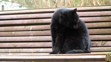 Bir bankta oturan siyah kedi