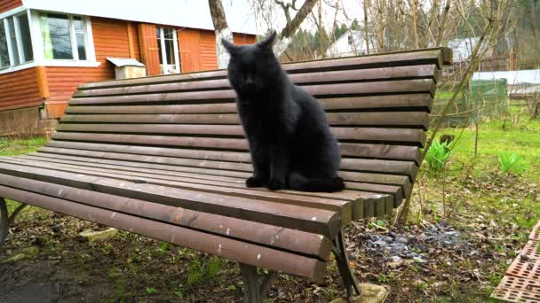 Gato negro sentado en un banco — Vídeo de stock