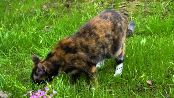 Üç renkli kedi çimenlerin üzerinde yürür ve yer. — Stok video