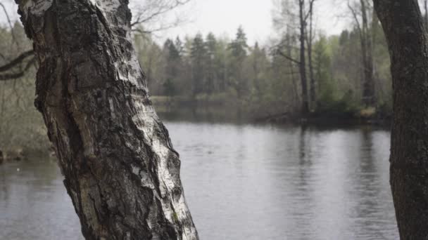 Tronco de abedul en el río — Vídeo de stock