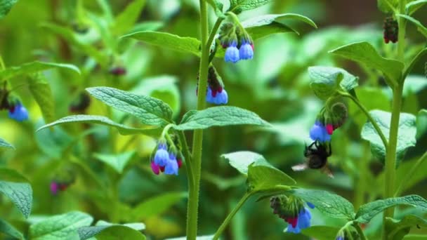 Een hommel vliegt in en zit op een blauwe bloem — Stockvideo