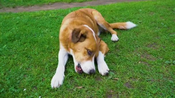Punainen koira makaa ruohikolla ja pureskelee luuta — kuvapankkivideo