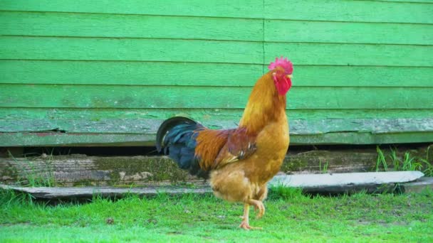 Orangener Hahn mit schwarzem Schwanz steht auf dem Gras — Stockvideo