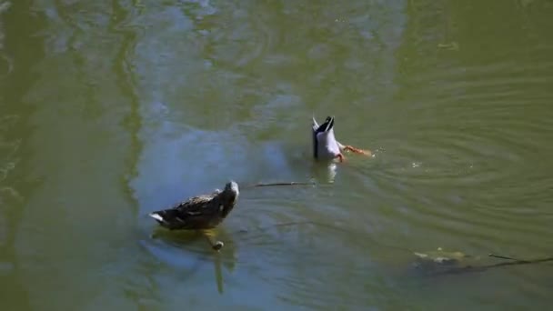 En el río nadar pato y Drake . — Vídeos de Stock