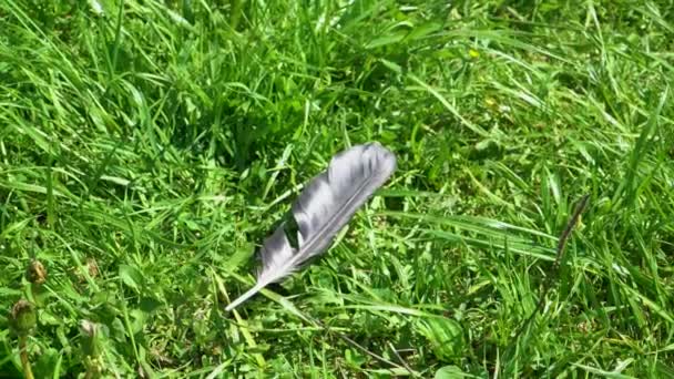 Die schwarze Feder des Vogels liegt auf dem Gras — Stockvideo