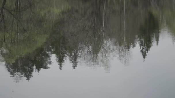 Reflexão de árvores na água ondulante do lago — Vídeo de Stock