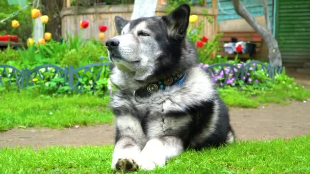 Husky lies on the grass — Stock Video