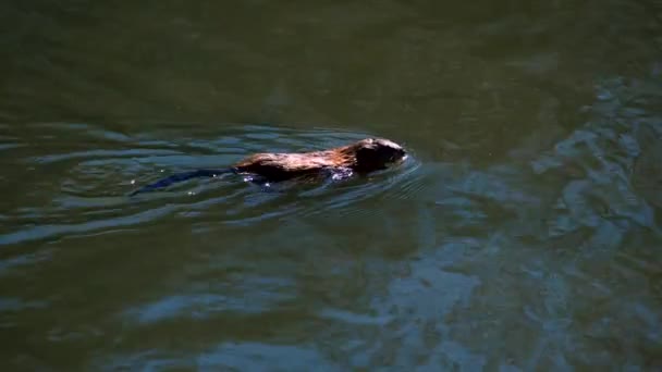 Otter zweeft op de rivier op het oppervlak van het water — Stockvideo