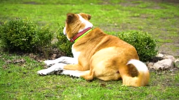 Czerwony pies, leżąc na trawie — Wideo stockowe