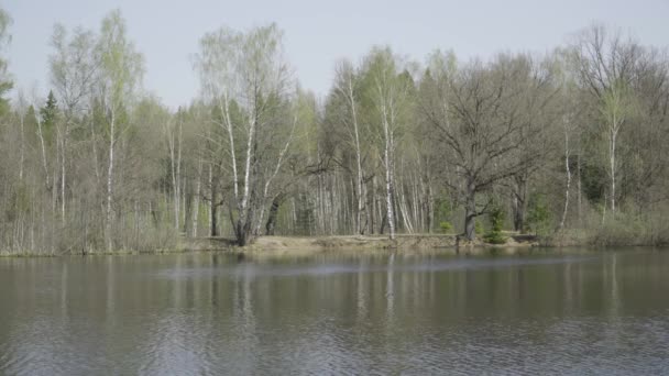 La riva del fiume di autunno con betulle crescenti — Video Stock