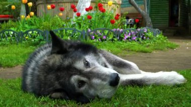 Çimenlerin üzerinde hüzünlü bir bakışla gri husky köpek