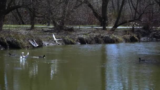 Las gaviotas vuelan sobre la superficie del agua del río y recogen comida. — Vídeos de Stock