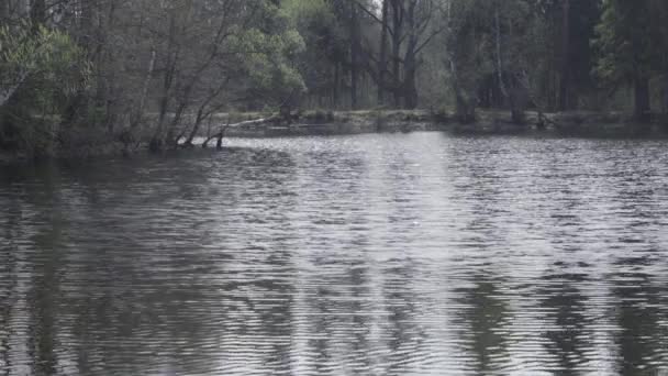 En el bosque el agua del lago fluye lentamente — Vídeo de stock