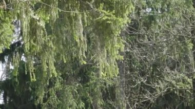 Ağacın dalları rüzgarda sallar