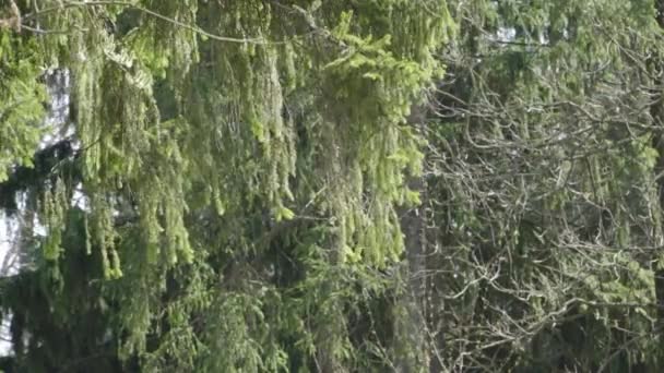 Les branches de l'arbre balancent dans le vent 