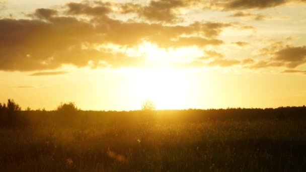 Sonnenuntergang Hyperlapse. Sommersonnenuntergang auf dem Feld, fliegende Insekten, fliegende Wolken. — Stockvideo