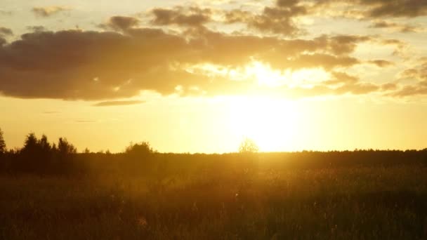 Hiperlapso do pôr-do-sol. Noite sol de verão, campo, grama, insetos e nuvens correndo . — Vídeo de Stock