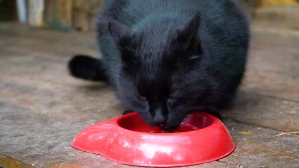 Zwarte straat kat uit een kom eten en rondkijken — Stockvideo