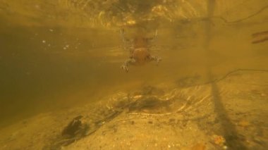 Su altında kurbağa, hızla kamera takip.