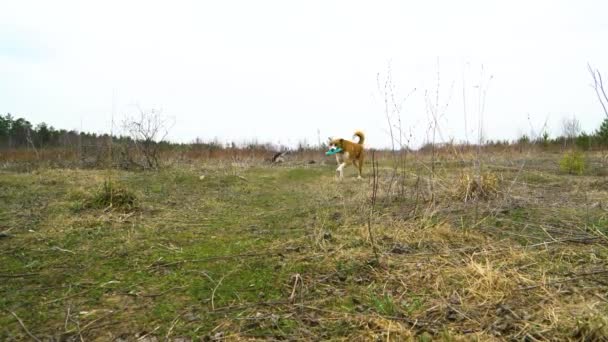 Cão vermelho e cinza husky correndo por aí para um brinquedo — Vídeo de Stock