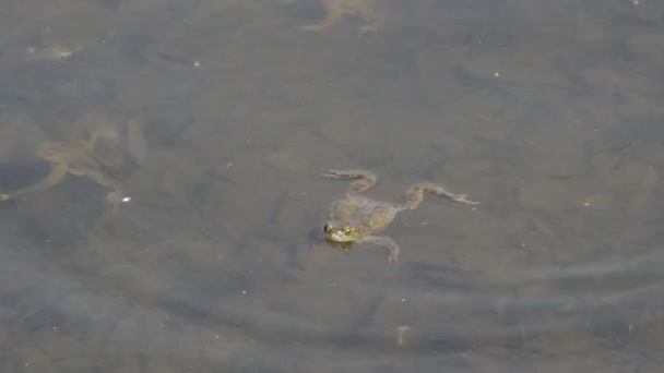 Sapo nada na lagoa na superfície da água — Vídeo de Stock