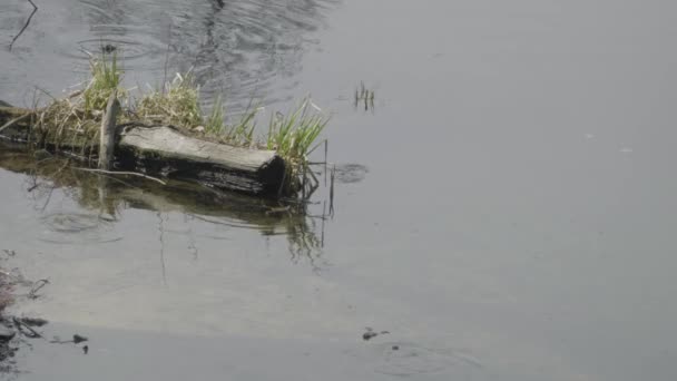 Οι βάτραχοι κολυμπούν στη λιμνούλα κοντά στο κούτσουρο. — Αρχείο Βίντεο