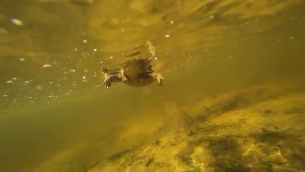 El sapo bajo el agua nada detrás de la cámara — Vídeo de stock