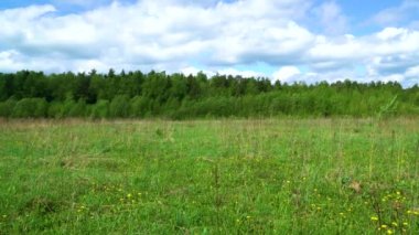 Rüzgar güneşli bir yaz gününde tarladaki çimleri karıştırır.