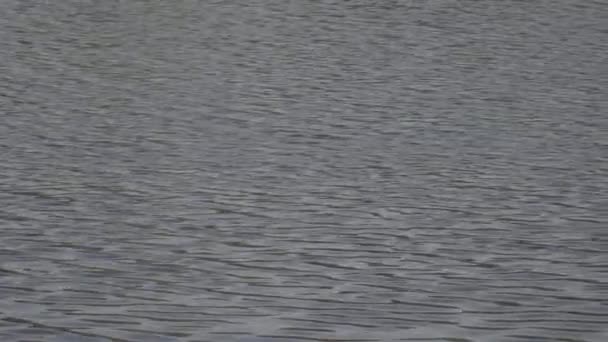 La surface de l'eau du fleuve calme est perturbée par le vent 