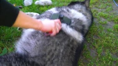 Gri kabarık husky özel bir fırça ile saç taranmış