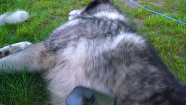 Gris husky peigné avec une brosse pour la laine — Video