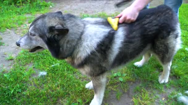 Серый пушистый пес Хаски счастлив, пока расчесывает кисти. — стоковое видео