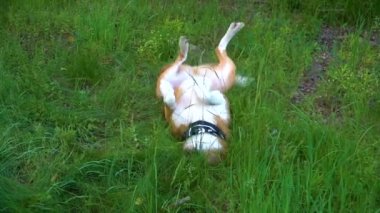 Turuncu beyaz köpek çimenlerin üzerinde yatan, etrafında aptal ve pençeleri çekiştirme