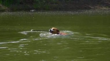 Turuncu köpek gölette bir sopa için yüzüyor, ağzına alıyor.