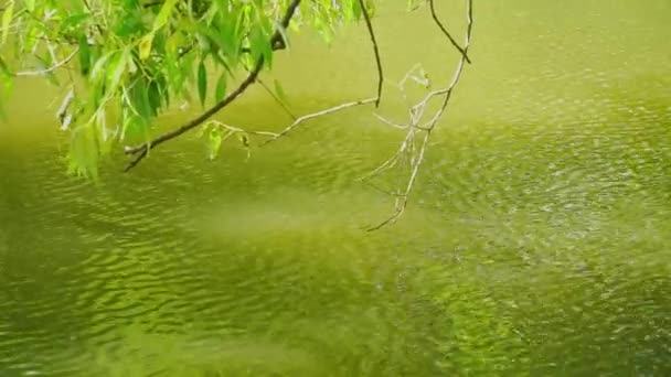 A tree branch sways over the rippling water in the pond — ストック動画