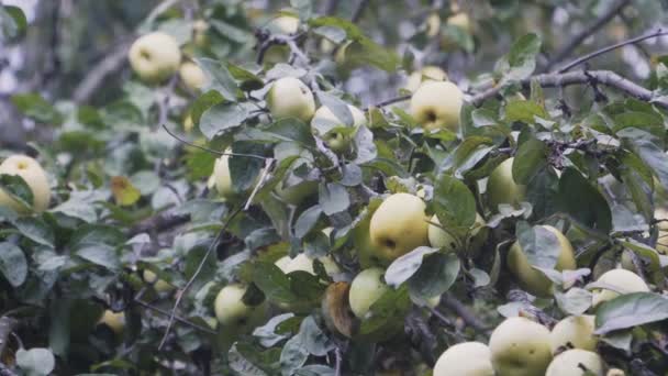 The camera takes a panorama of an Apple tree branch with a few green apples — Stock Video