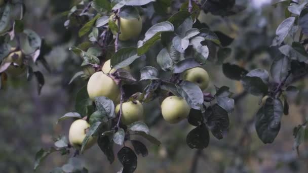 Jablečná větev s několika zelenými jablky — Stock video