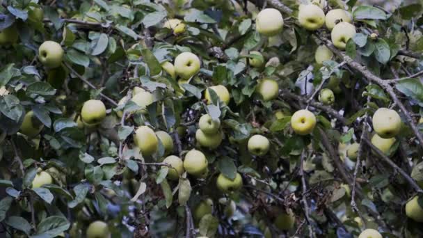 Ветка яблони усеяна зелеными яблоками — стоковое видео