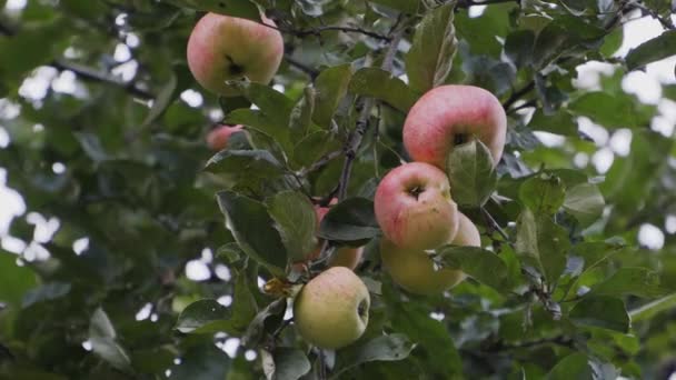 Een Paar Rood Groene Appels Hangen Aan Een Apple Boomtak — Stockvideo