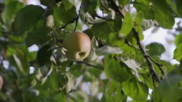 Ett Ensamt Äpple Hänger Gren Ett Äppelträd — Stockvideo