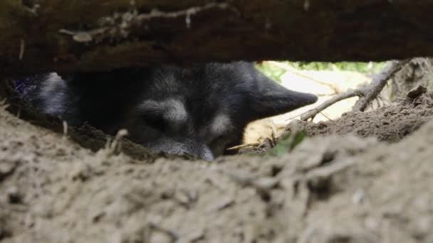 Gray dog husky diges the ground. — Stock video