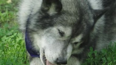 Gri köpek, boynunda mavi mendili olan bir kurt gibi kemiği kemiriyor.