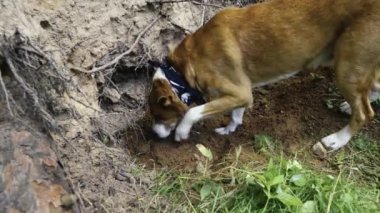Boynunda eşarp olan turuncu köpek toprağı kazıyor.