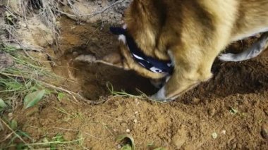 Boynunda mendil olan turuncu bir köpek yerde kokluyor.