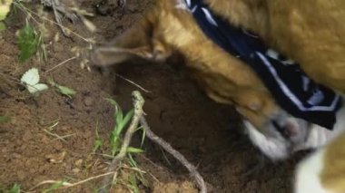 Boynunda mendil olan turuncu köpek paketi kazıyor.