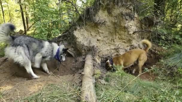 Τα σκυλιά σκάβουν το ένα μπροστά στο άλλο. — Αρχείο Βίντεο
