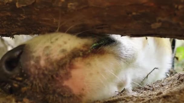 The orange dog pokes his nose through the gap between the log and the ground — Stock Video